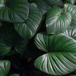 Beautiful dark green leaves in a jungle