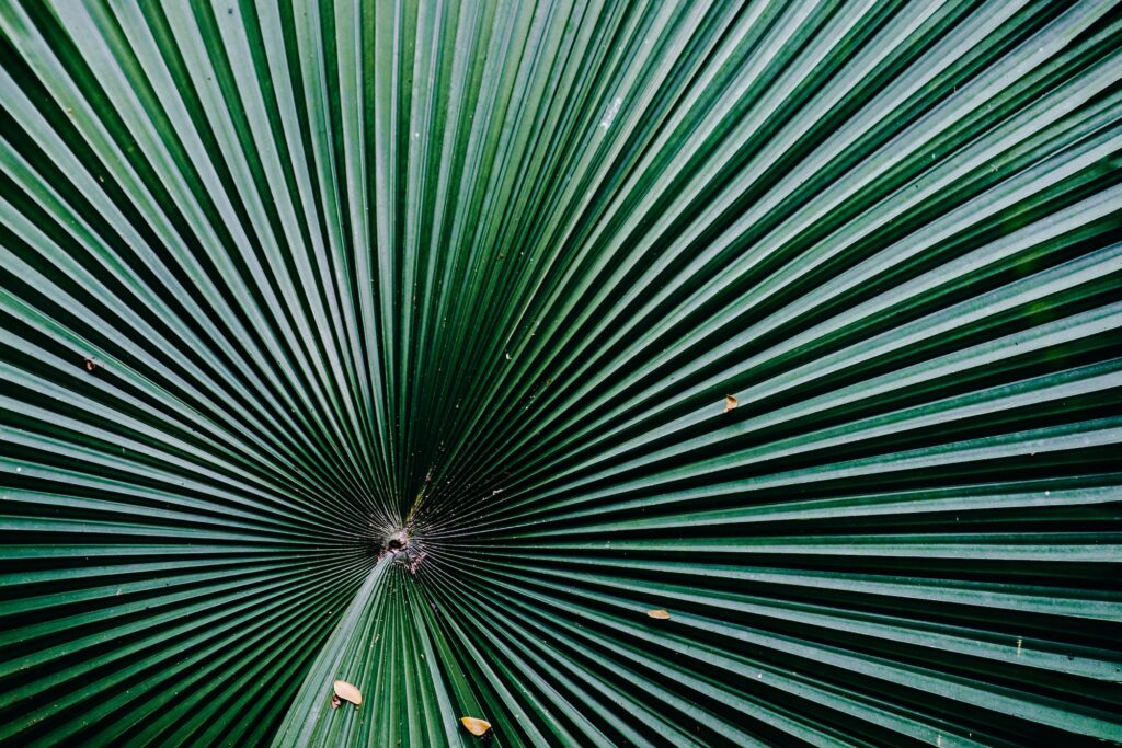 Big palm leaf