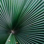 Big palm leaf