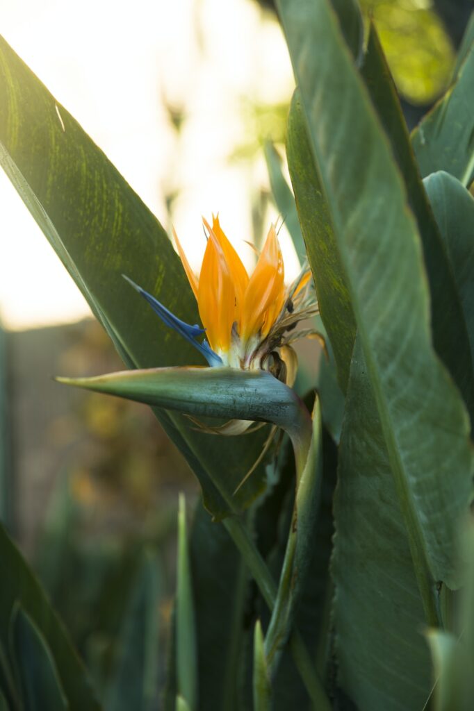 Bird of paradise flower | Rent Plants Miami
