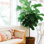 Plant Rental | Foliage Rental| Rent Plants Miami | Fiddle leaf fig in a house
