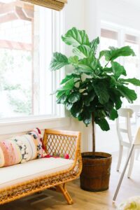Plant Rental | Foliage Rental| Rent Plants Miami | Fiddle leaf fig in a house