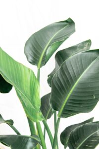 Green tropical plant | Plant Rental | Foliage Rental| Rent Plants Miami |