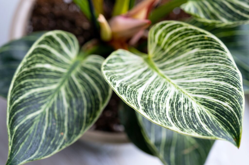 Plant Rental | Foliage Rental| Rent Plants Miami | Houseplant philodendron Birkin on the windowsill by the window. Growing and caring for indoor plant