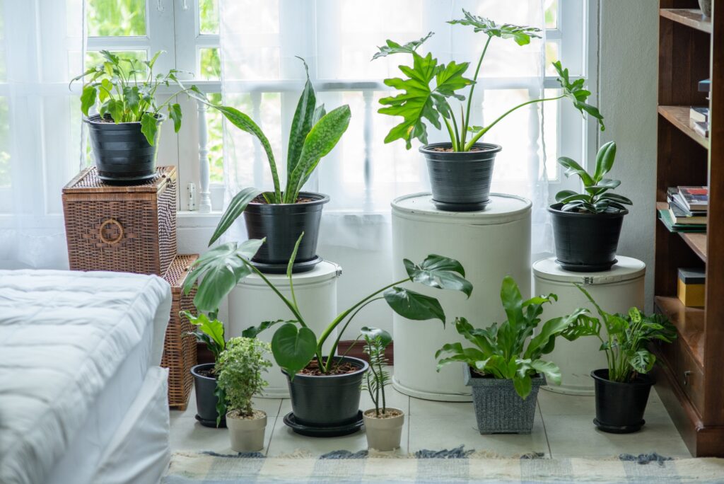 many-small-plants-in-pots-in-the-house-.jpg