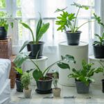 many-small-plants-in-pots-in-the-house-.jpg