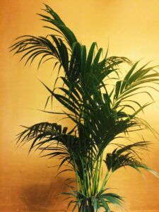 Plant Rental | Foliage Rental| Rent Plants Miami | Palm tree against the yellow wall backdrop
