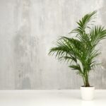 Leafy green potted Kentia palm against a gray wall