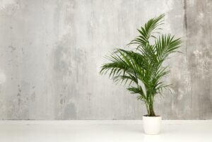 Leafy green potted Kentia palm against a gray wall